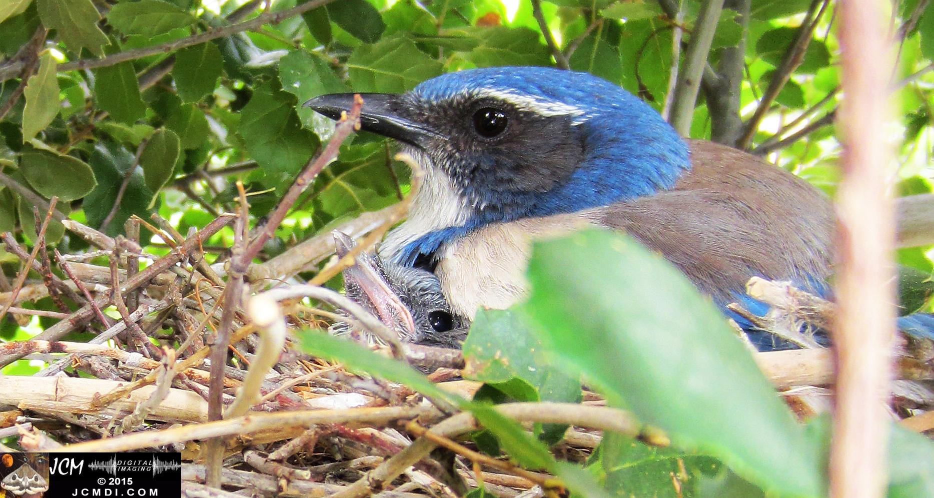 Scrub Jay Documentary Nest and Chicks HS300